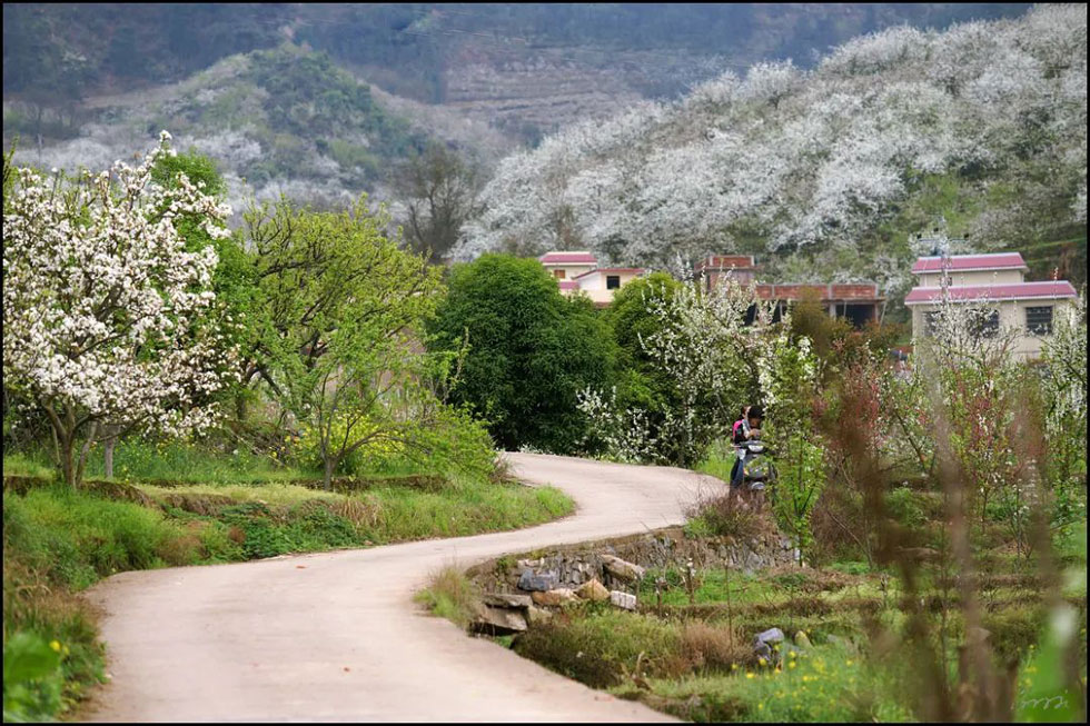 【春天，广西桂林灌阳县向您发出邀请！】我们在灌阳看梨花 - 游山玩水 - 揭阳生活社区 - 揭阳28生活网 jy.28life.com