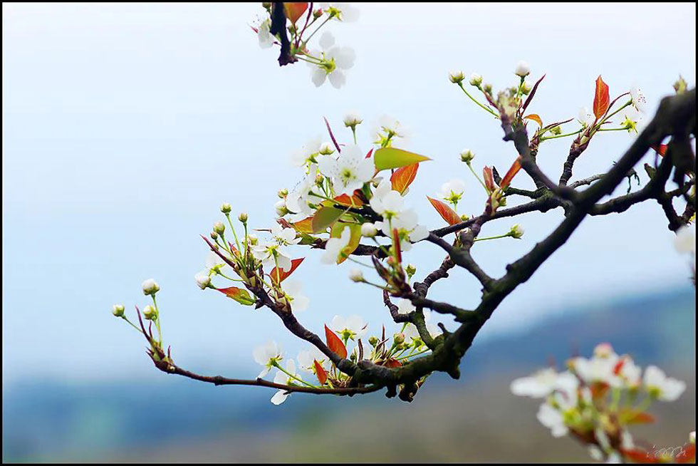 【春天，广西桂林灌阳县向您发出邀请！】我们在灌阳看梨花 - 游山玩水 - 揭阳生活社区 - 揭阳28生活网 jy.28life.com