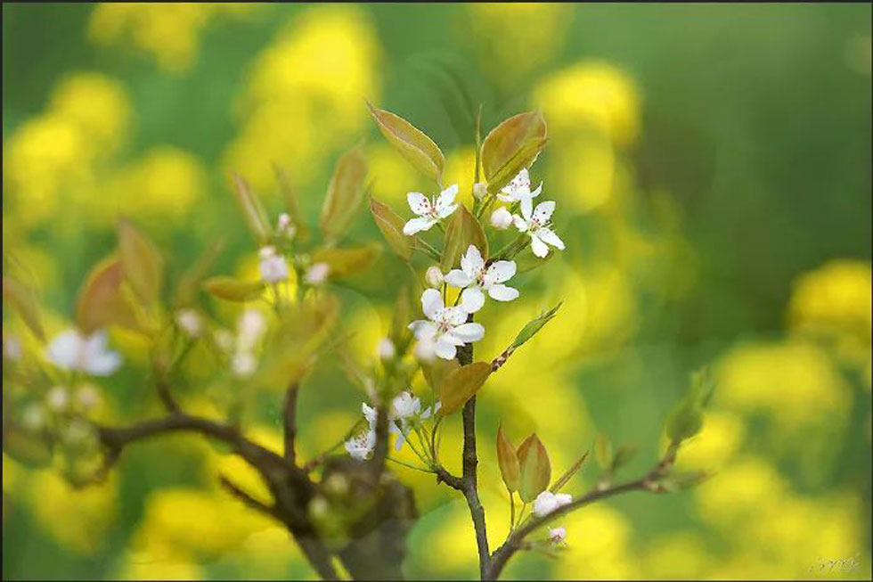 【春天，广西桂林灌阳县向您发出邀请！】我们在灌阳看梨花 - 游山玩水 - 揭阳生活社区 - 揭阳28生活网 jy.28life.com