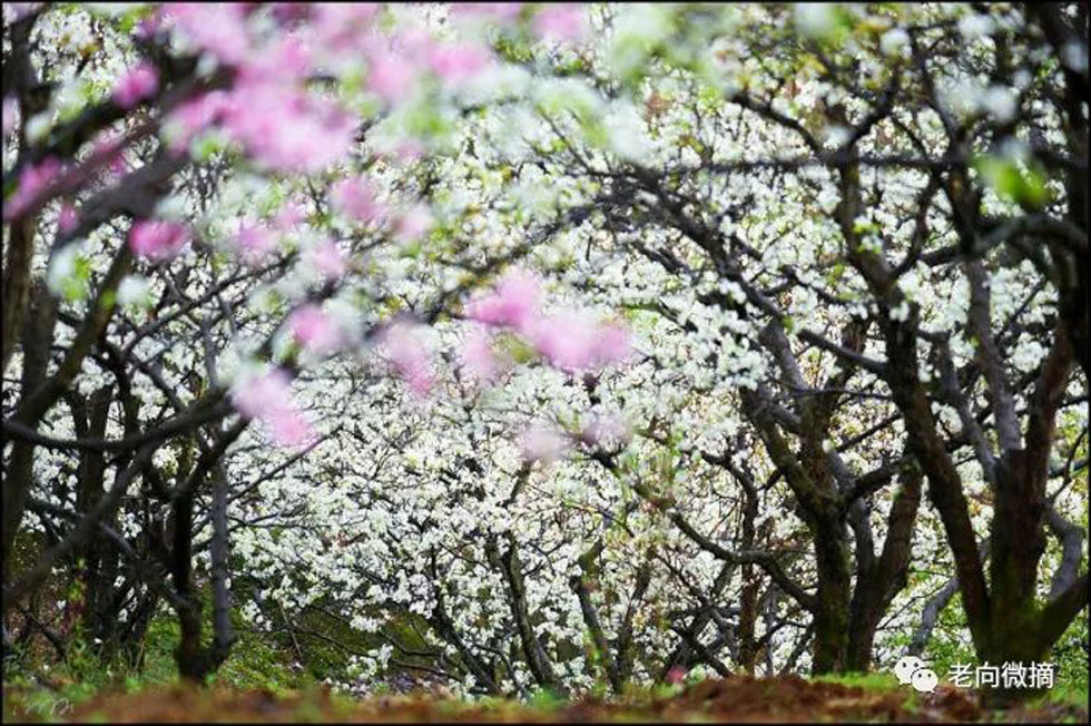 【春天，广西桂林灌阳县向您发出邀请！】我们在灌阳看梨花 - 游山玩水 - 揭阳生活社区 - 揭阳28生活网 jy.28life.com