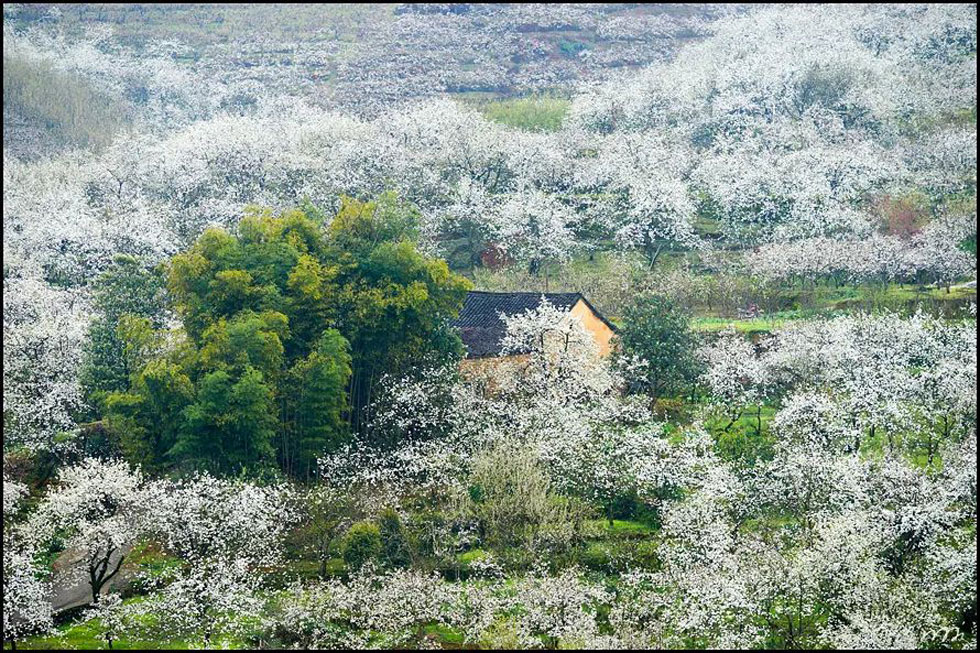 【春天，广西桂林灌阳县向您发出邀请！】我们在灌阳看梨花 - 游山玩水 - 揭阳生活社区 - 揭阳28生活网 jy.28life.com