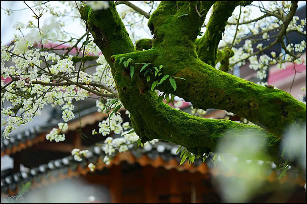 【春天，广西桂林灌阳县向您发出邀请！】我们在灌阳看梨花 - 游山玩水 - 揭阳生活社区 - 揭阳28生活网 jy.28life.com