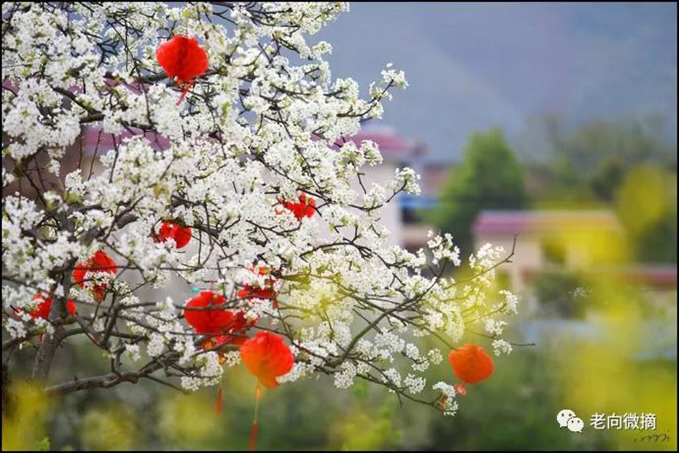 【春天，广西桂林灌阳县向您发出邀请！】我们在灌阳看梨花 - 游山玩水 - 揭阳生活社区 - 揭阳28生活网 jy.28life.com