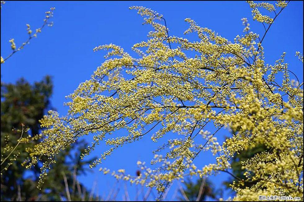 【春天，广西桂林灌阳县向您发出邀请！】米珠山前有片山苍子花在飘香 - 游山玩水 - 揭阳生活社区 - 揭阳28生活网 jy.28life.com