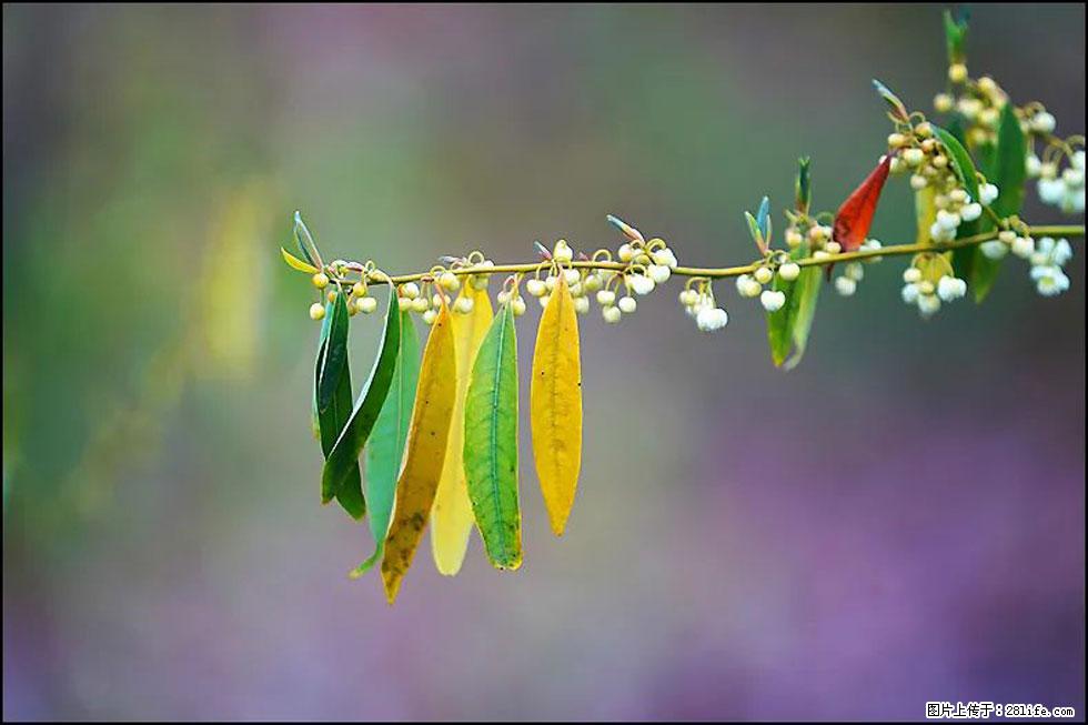 【春天，广西桂林灌阳县向您发出邀请！】米珠山前有片山苍子花在飘香 - 游山玩水 - 揭阳生活社区 - 揭阳28生活网 jy.28life.com