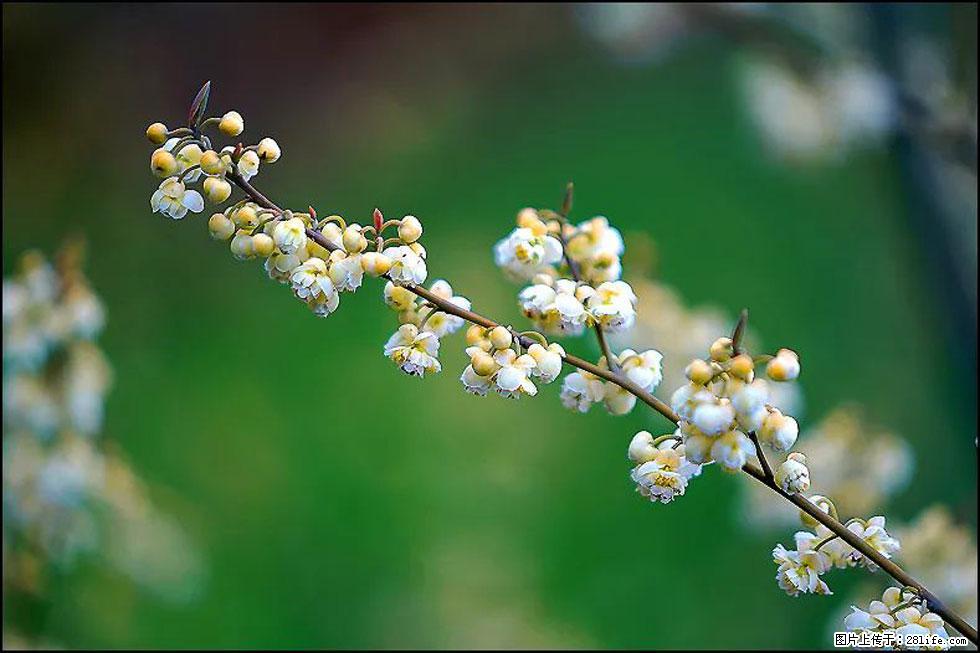【春天，广西桂林灌阳县向您发出邀请！】米珠山前有片山苍子花在飘香 - 游山玩水 - 揭阳生活社区 - 揭阳28生活网 jy.28life.com