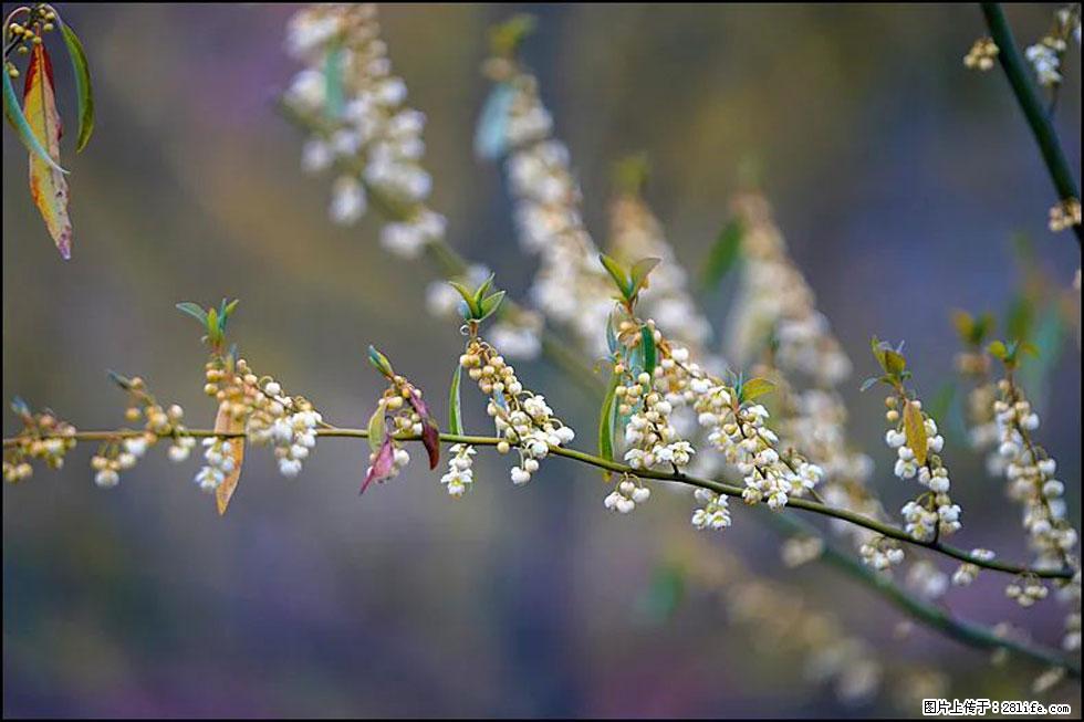【春天，广西桂林灌阳县向您发出邀请！】米珠山前有片山苍子花在飘香 - 游山玩水 - 揭阳生活社区 - 揭阳28生活网 jy.28life.com
