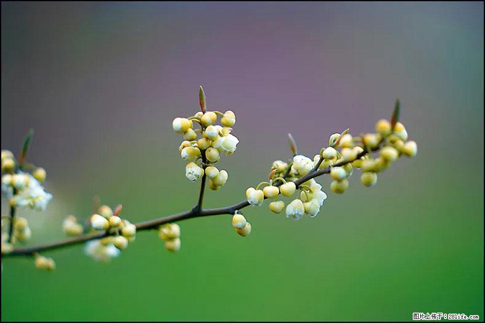 【春天，广西桂林灌阳县向您发出邀请！】米珠山前有片山苍子花在飘香 - 游山玩水 - 揭阳生活社区 - 揭阳28生活网 jy.28life.com