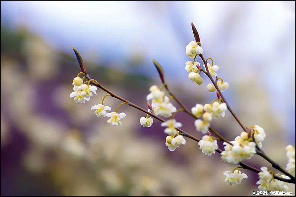 【春天，广西桂林灌阳县向您发出邀请！】米珠山前有片山苍子花在飘香 - 游山玩水 - 揭阳生活社区 - 揭阳28生活网 jy.28life.com