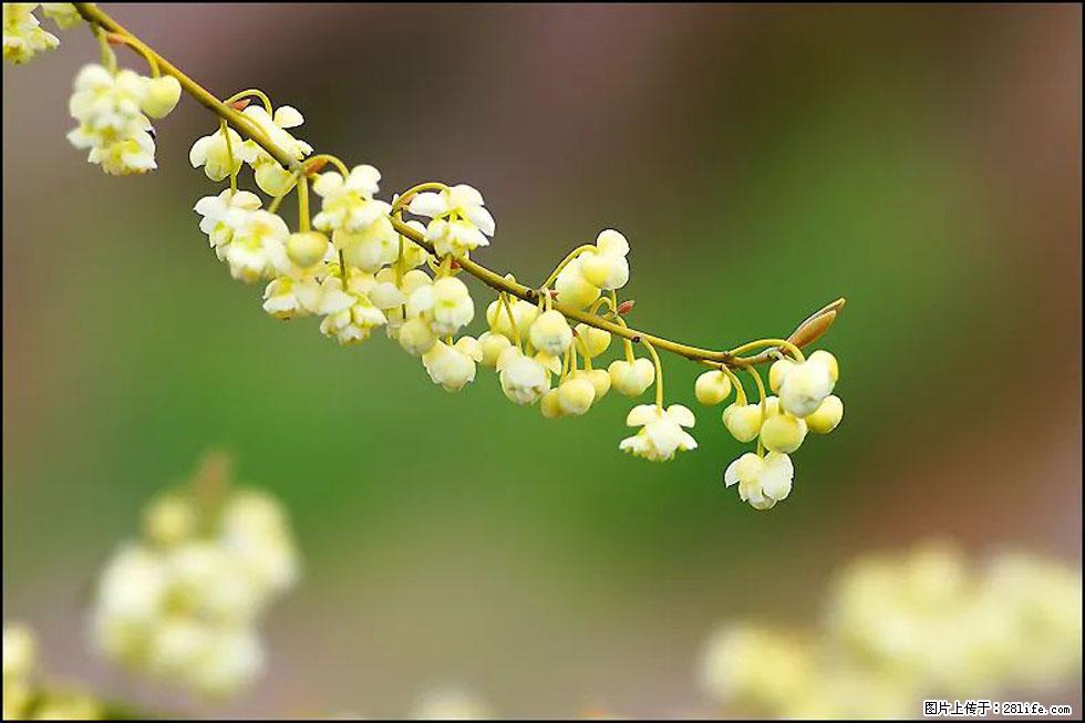 【春天，广西桂林灌阳县向您发出邀请！】米珠山前有片山苍子花在飘香 - 游山玩水 - 揭阳生活社区 - 揭阳28生活网 jy.28life.com