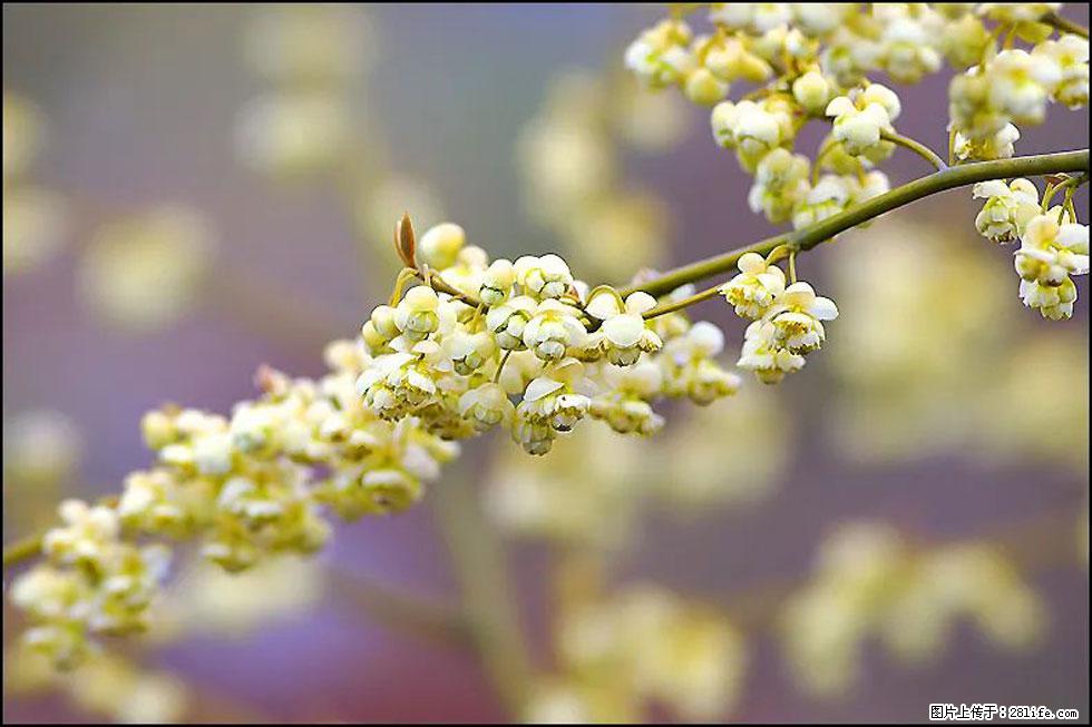 【春天，广西桂林灌阳县向您发出邀请！】米珠山前有片山苍子花在飘香 - 游山玩水 - 揭阳生活社区 - 揭阳28生活网 jy.28life.com