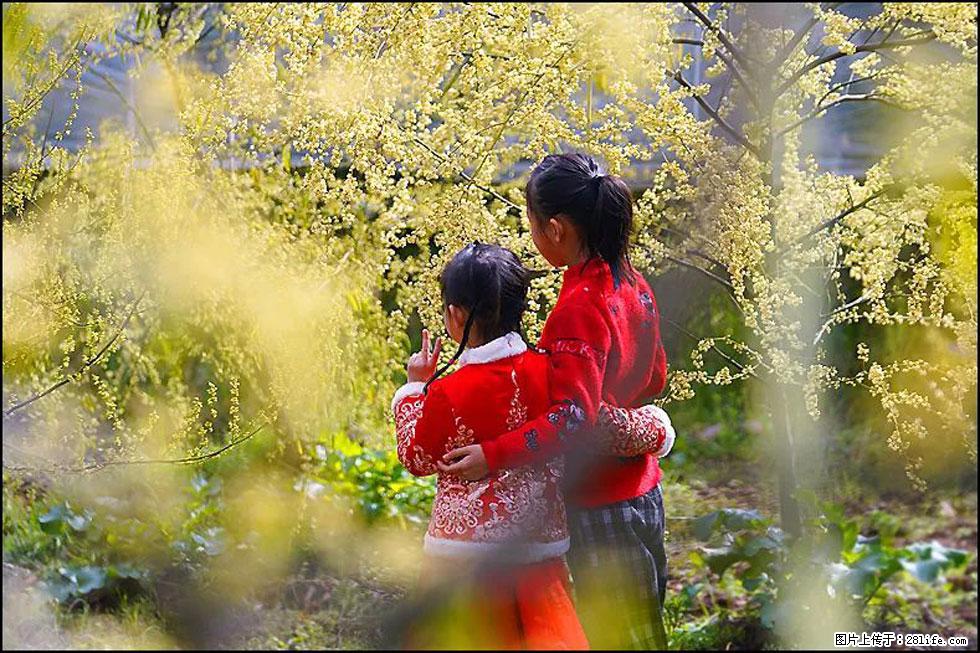 【春天，广西桂林灌阳县向您发出邀请！】米珠山前有片山苍子花在飘香 - 游山玩水 - 揭阳生活社区 - 揭阳28生活网 jy.28life.com