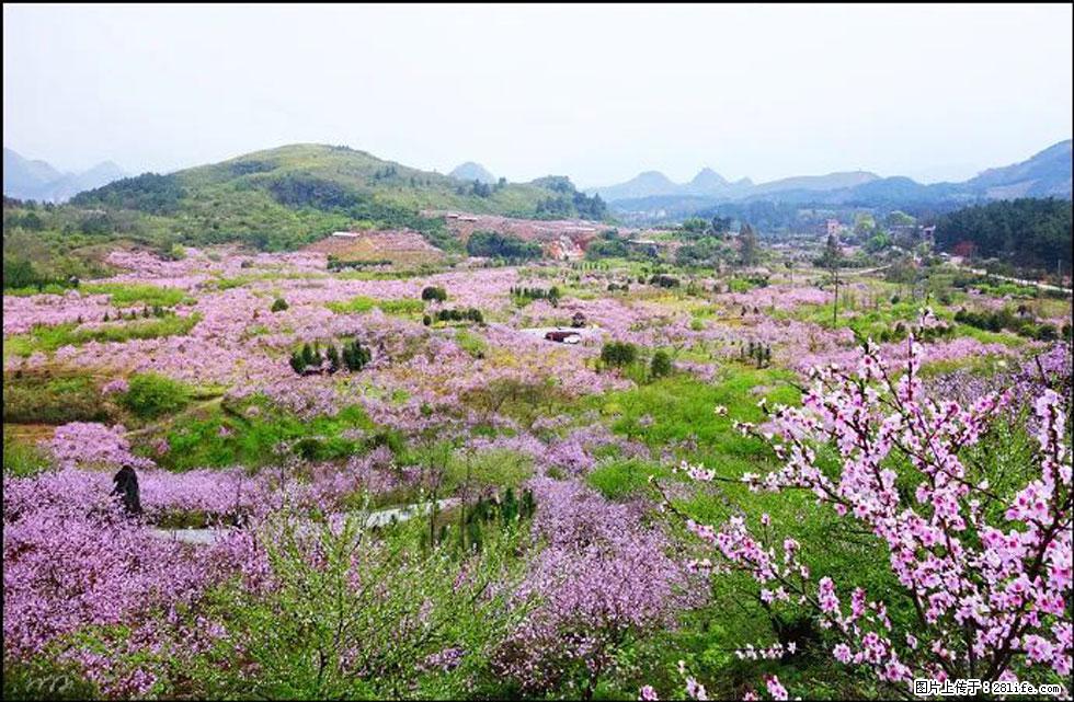 【春天,广西桂林灌阳县向您发出邀请!】官庄村有个醉美的桃花园 - 游山玩水 - 揭阳生活社区 - 揭阳28生活网 jy.28life.com