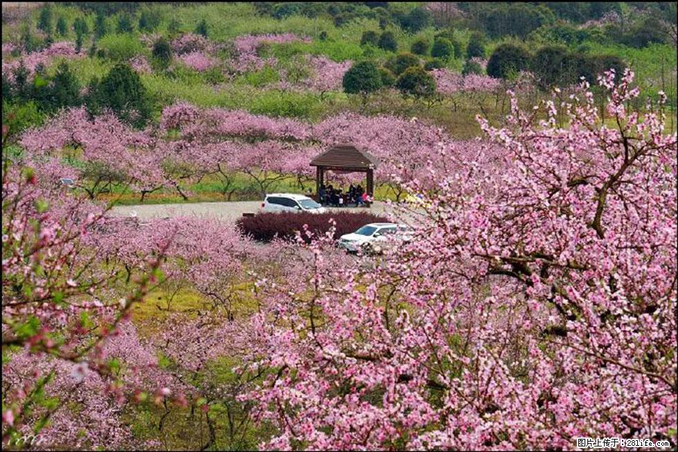 【春天,广西桂林灌阳县向您发出邀请!】官庄村有个醉美的桃花园 - 游山玩水 - 揭阳生活社区 - 揭阳28生活网 jy.28life.com