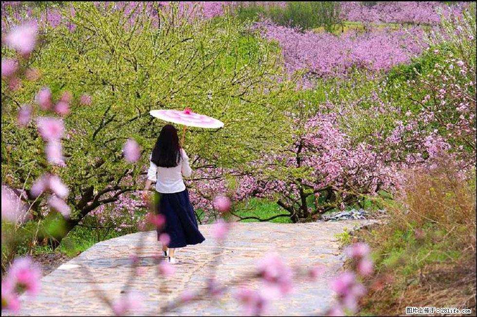 【春天,广西桂林灌阳县向您发出邀请!】官庄村有个醉美的桃花园 - 游山玩水 - 揭阳生活社区 - 揭阳28生活网 jy.28life.com