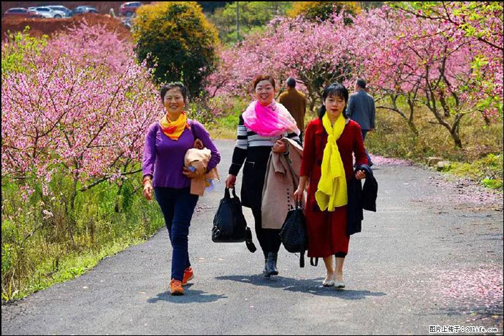 【春天,广西桂林灌阳县向您发出邀请!】官庄村有个醉美的桃花园 - 游山玩水 - 揭阳生活社区 - 揭阳28生活网 jy.28life.com