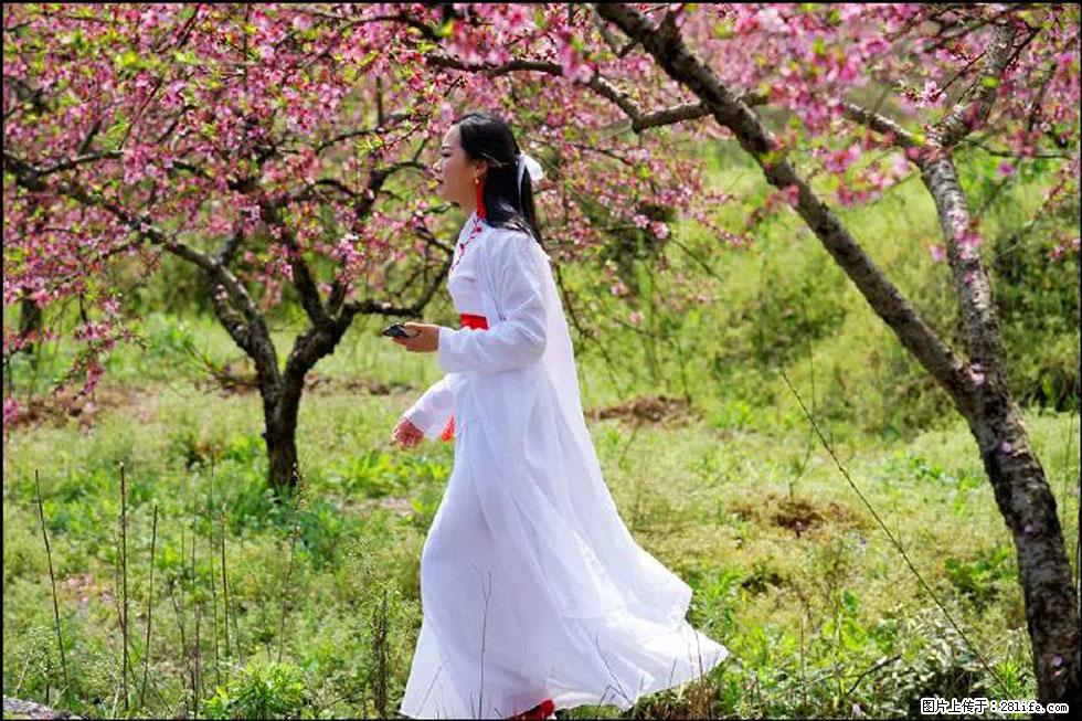 【春天,广西桂林灌阳县向您发出邀请!】官庄村有个醉美的桃花园 - 游山玩水 - 揭阳生活社区 - 揭阳28生活网 jy.28life.com