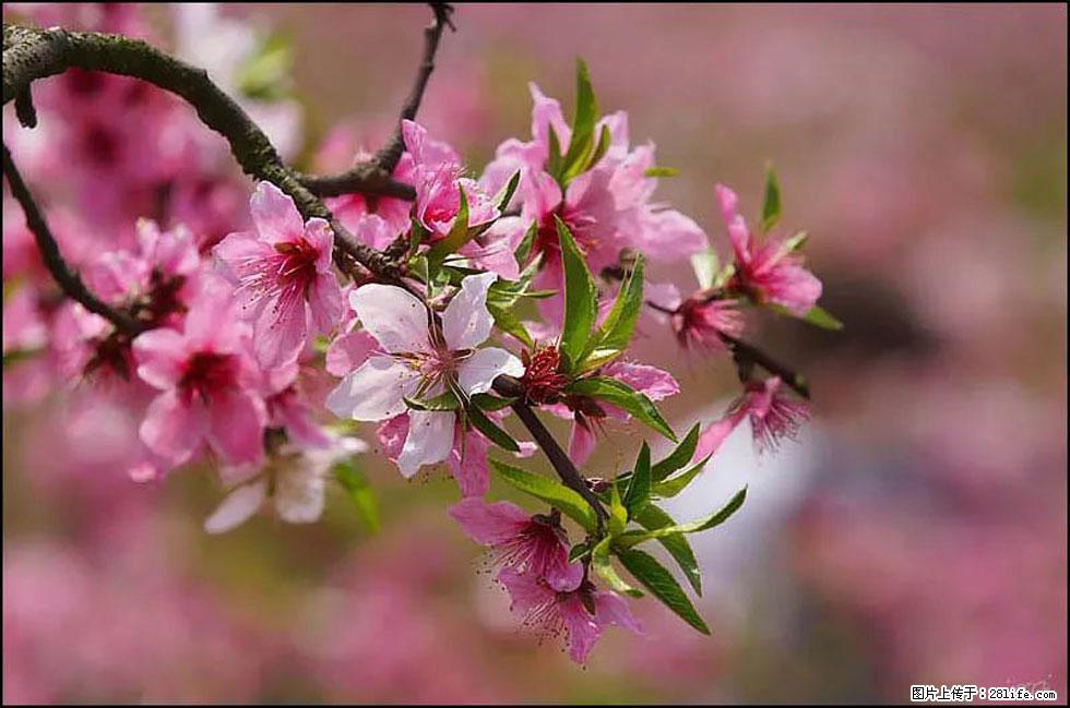 【春天,广西桂林灌阳县向您发出邀请!】官庄村有个醉美的桃花园 - 游山玩水 - 揭阳生活社区 - 揭阳28生活网 jy.28life.com