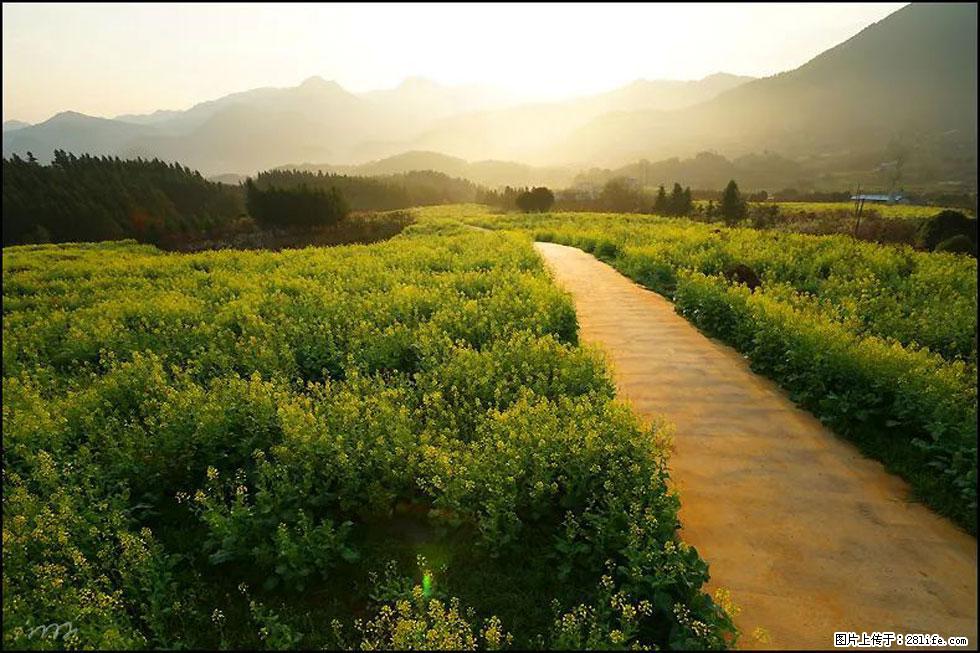 【春天，广西桂林灌阳县向您发出邀请！】长坪村油菜盛情花开 - 游山玩水 - 揭阳生活社区 - 揭阳28生活网 jy.28life.com