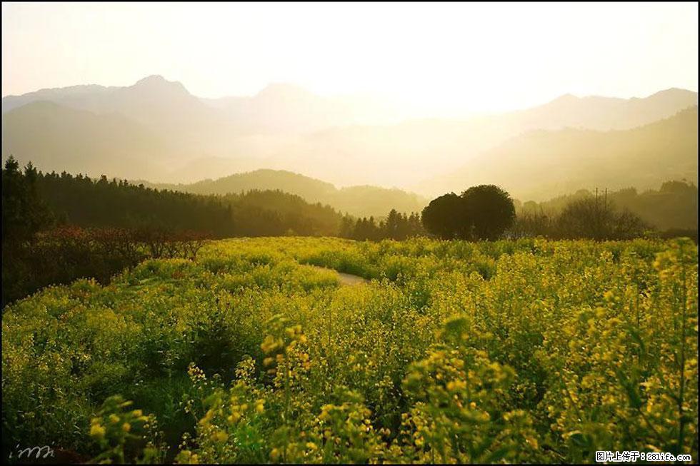 【春天，广西桂林灌阳县向您发出邀请！】长坪村油菜盛情花开 - 游山玩水 - 揭阳生活社区 - 揭阳28生活网 jy.28life.com