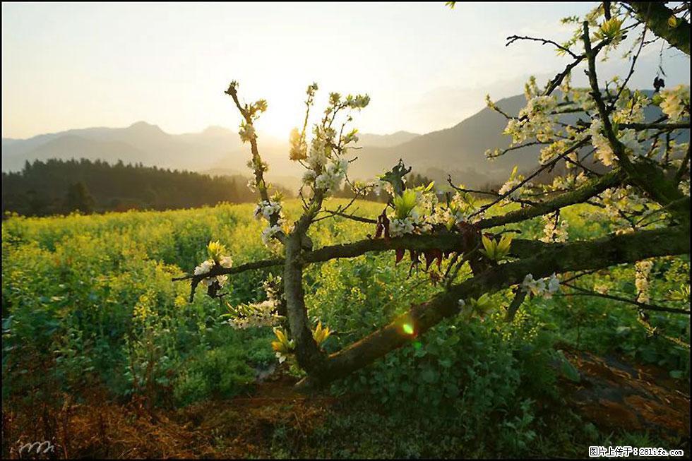 【春天，广西桂林灌阳县向您发出邀请！】长坪村油菜盛情花开 - 游山玩水 - 揭阳生活社区 - 揭阳28生活网 jy.28life.com