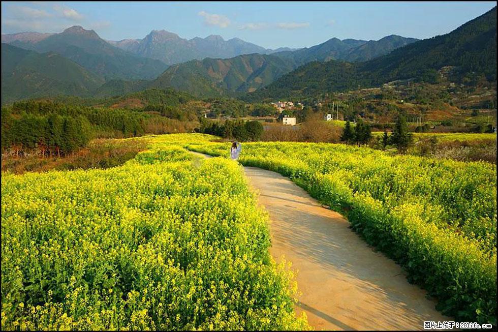 【春天，广西桂林灌阳县向您发出邀请！】长坪村油菜盛情花开 - 游山玩水 - 揭阳生活社区 - 揭阳28生活网 jy.28life.com