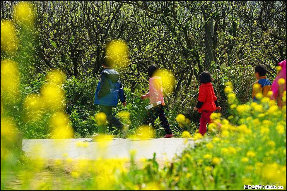 【春天，广西桂林灌阳县向您发出邀请！】长坪村油菜盛情花开 - 游山玩水 - 揭阳生活社区 - 揭阳28生活网 jy.28life.com