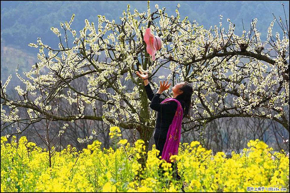 【春天，广西桂林灌阳县向您发出邀请！】长坪村油菜盛情花开 - 游山玩水 - 揭阳生活社区 - 揭阳28生活网 jy.28life.com