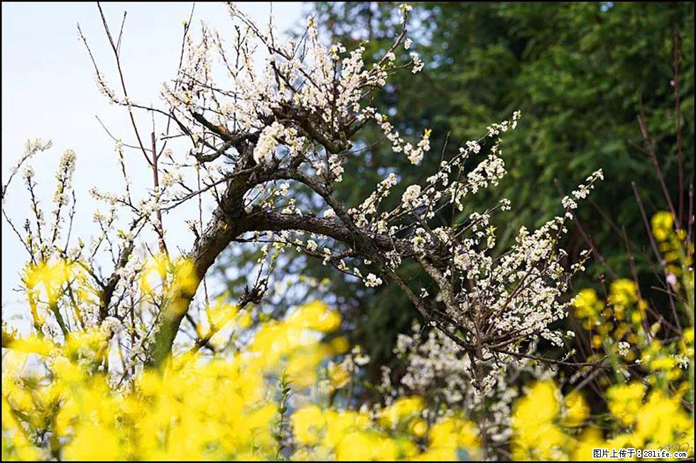 【春天，广西桂林灌阳县向您发出邀请！】长坪村油菜盛情花开 - 游山玩水 - 揭阳生活社区 - 揭阳28生活网 jy.28life.com