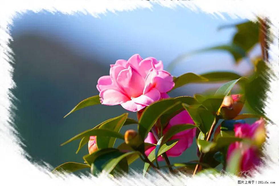 【春天，广西桂林灌阳县向您发出邀请！】杨柳井茶花惹人爱 - 游山玩水 - 揭阳生活社区 - 揭阳28生活网 jy.28life.com