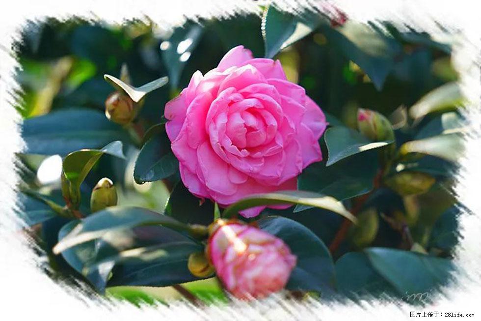 【春天，广西桂林灌阳县向您发出邀请！】杨柳井茶花惹人爱 - 游山玩水 - 揭阳生活社区 - 揭阳28生活网 jy.28life.com