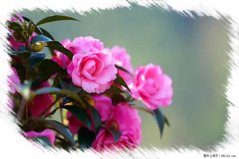 【春天，广西桂林灌阳县向您发出邀请！】杨柳井茶花惹人爱 - 游山玩水 - 揭阳生活社区 - 揭阳28生活网 jy.28life.com