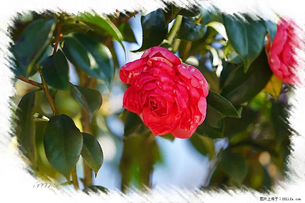 【春天，广西桂林灌阳县向您发出邀请！】杨柳井茶花惹人爱 - 游山玩水 - 揭阳生活社区 - 揭阳28生活网 jy.28life.com