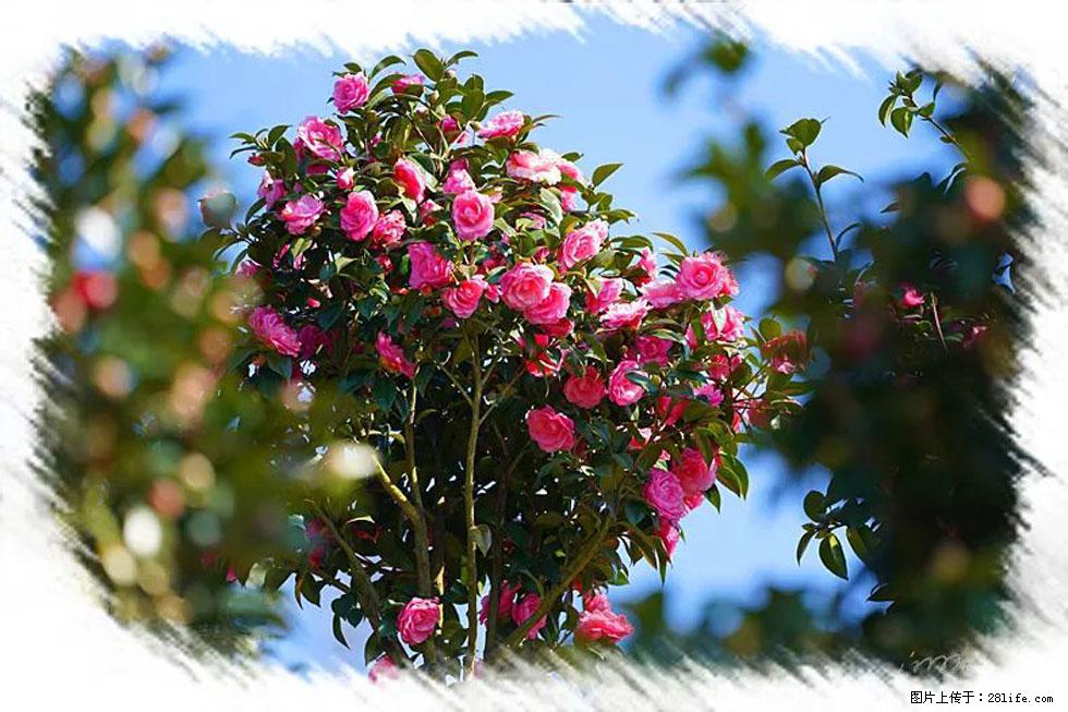 【春天，广西桂林灌阳县向您发出邀请！】杨柳井茶花惹人爱 - 游山玩水 - 揭阳生活社区 - 揭阳28生活网 jy.28life.com