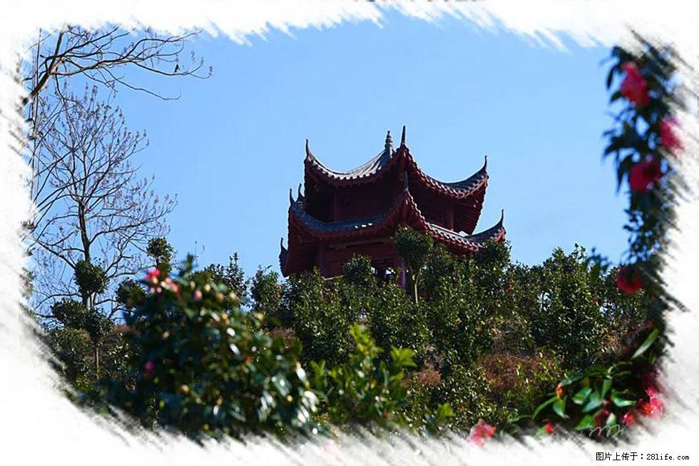 【春天，广西桂林灌阳县向您发出邀请！】杨柳井茶花惹人爱 - 游山玩水 - 揭阳生活社区 - 揭阳28生活网 jy.28life.com