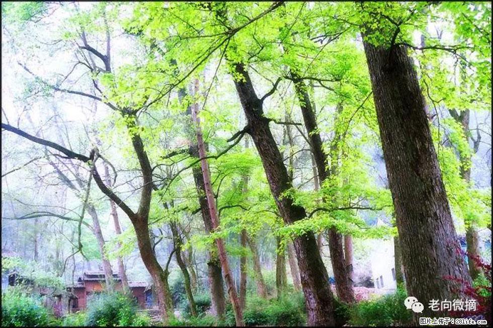 【春天，广西桂林灌阳县向您发出邀请！】在小龙村与春天约会 - 游山玩水 - 揭阳生活社区 - 揭阳28生活网 jy.28life.com