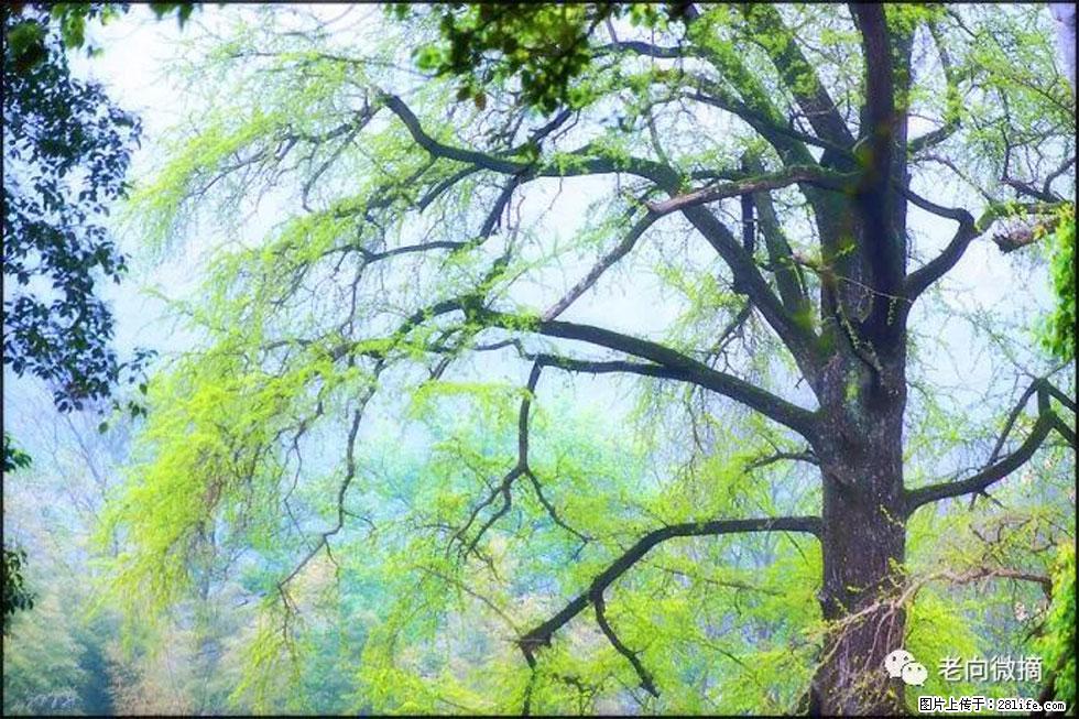 【春天，广西桂林灌阳县向您发出邀请！】在小龙村与春天约会 - 游山玩水 - 揭阳生活社区 - 揭阳28生活网 jy.28life.com