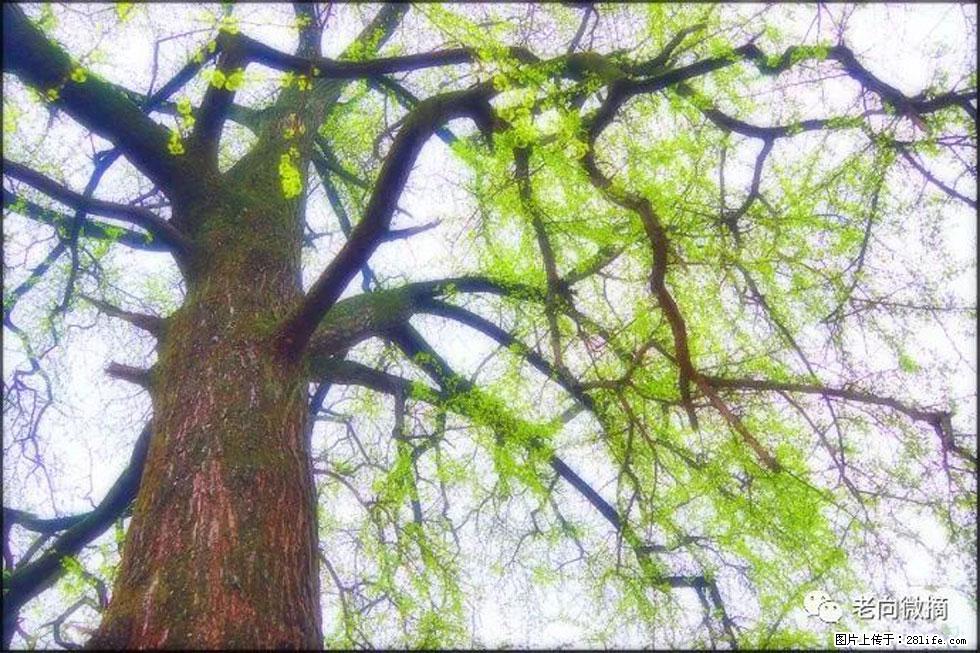 【春天，广西桂林灌阳县向您发出邀请！】在小龙村与春天约会 - 游山玩水 - 揭阳生活社区 - 揭阳28生活网 jy.28life.com