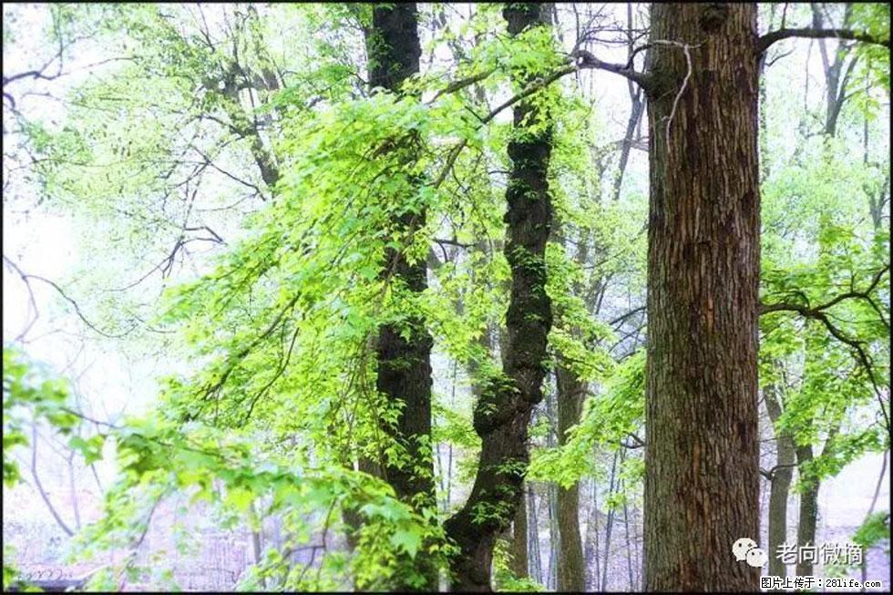 【春天，广西桂林灌阳县向您发出邀请！】在小龙村与春天约会 - 游山玩水 - 揭阳生活社区 - 揭阳28生活网 jy.28life.com