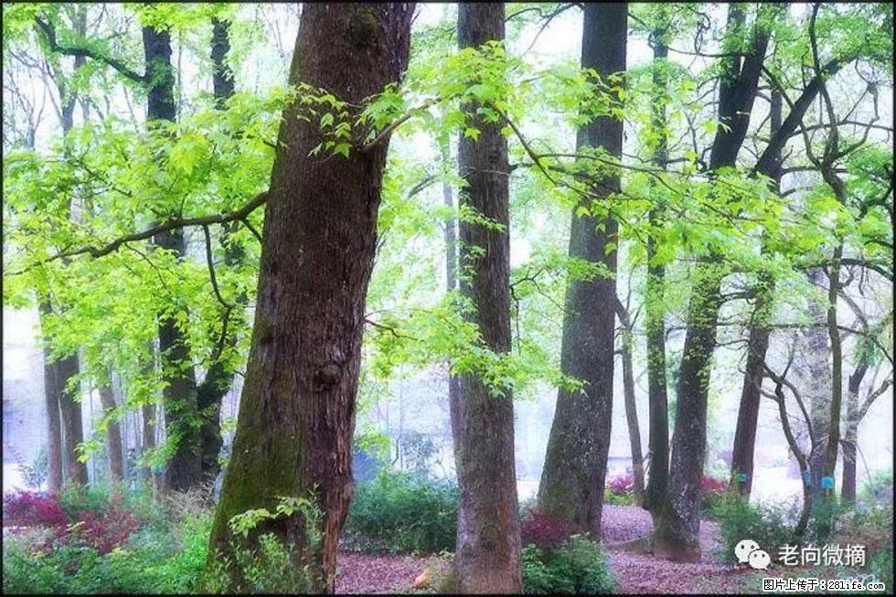 【春天，广西桂林灌阳县向您发出邀请！】在小龙村与春天约会 - 游山玩水 - 揭阳生活社区 - 揭阳28生活网 jy.28life.com