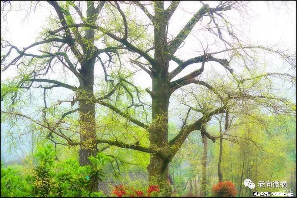 【春天，广西桂林灌阳县向您发出邀请！】在小龙村与春天约会 - 游山玩水 - 揭阳生活社区 - 揭阳28生活网 jy.28life.com