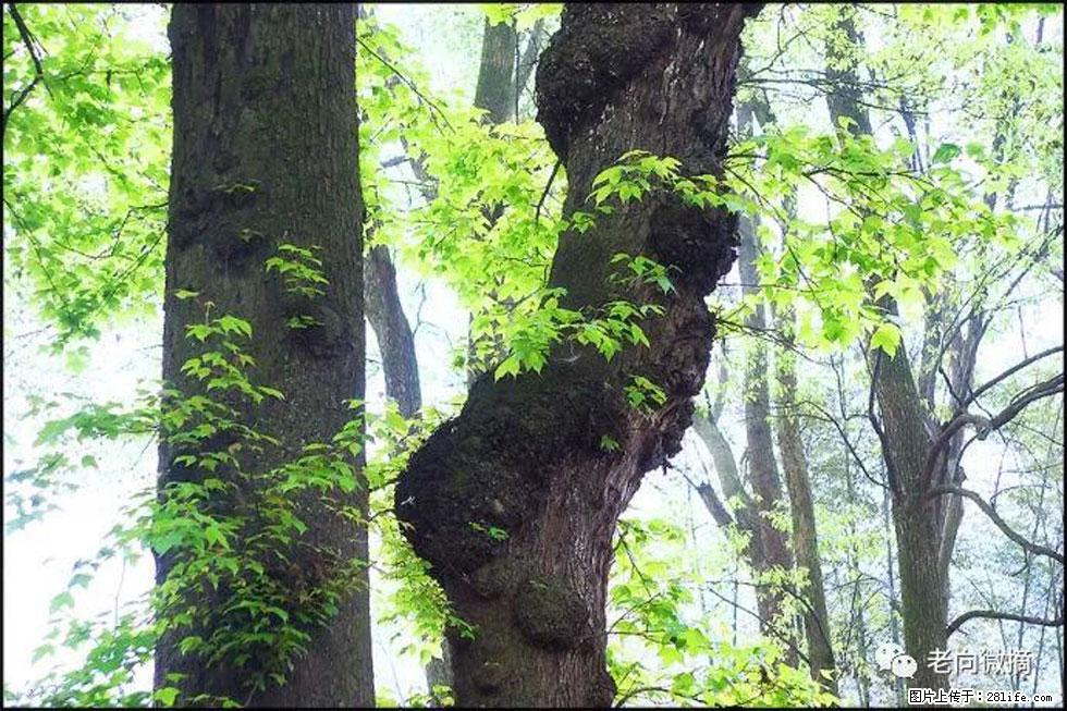 【春天，广西桂林灌阳县向您发出邀请！】在小龙村与春天约会 - 游山玩水 - 揭阳生活社区 - 揭阳28生活网 jy.28life.com