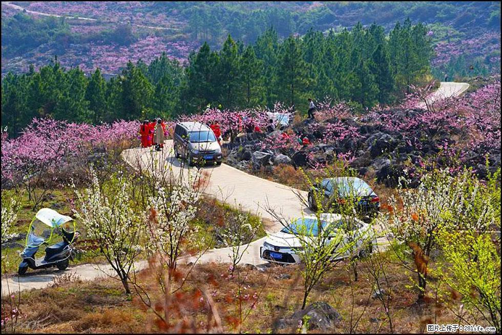 【春天，广西桂林灌阳县向您发出邀请！】望月岭上桃花开 - 游山玩水 - 揭阳生活社区 - 揭阳28生活网 jy.28life.com