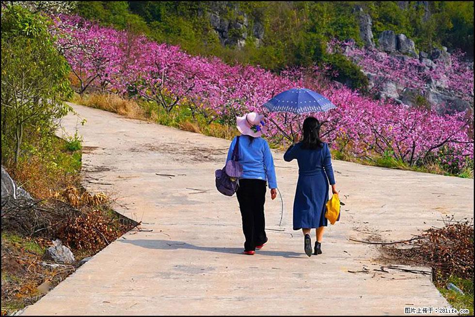 【春天，广西桂林灌阳县向您发出邀请！】望月岭上桃花开 - 游山玩水 - 揭阳生活社区 - 揭阳28生活网 jy.28life.com