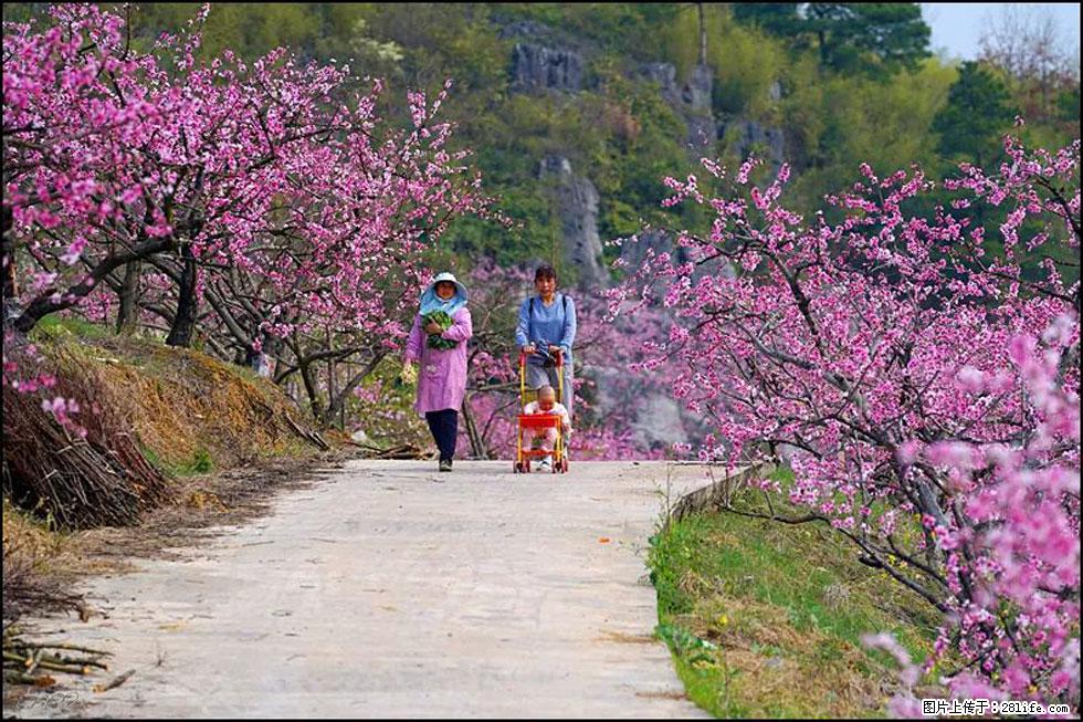 【春天，广西桂林灌阳县向您发出邀请！】望月岭上桃花开 - 游山玩水 - 揭阳生活社区 - 揭阳28生活网 jy.28life.com