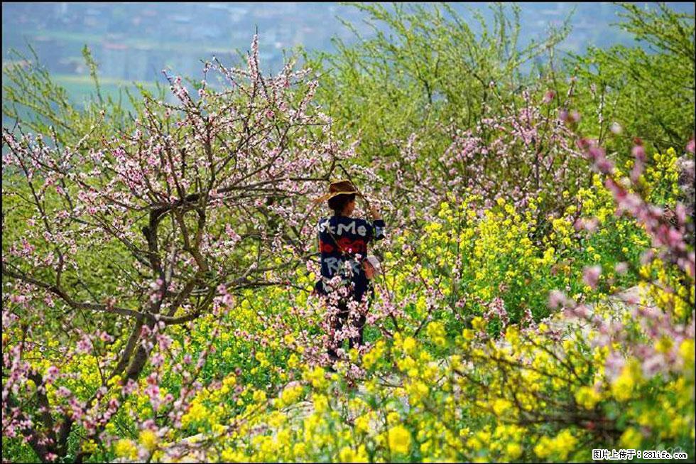 【春天，广西桂林灌阳县向您发出邀请！】望月岭上桃花开 - 游山玩水 - 揭阳生活社区 - 揭阳28生活网 jy.28life.com