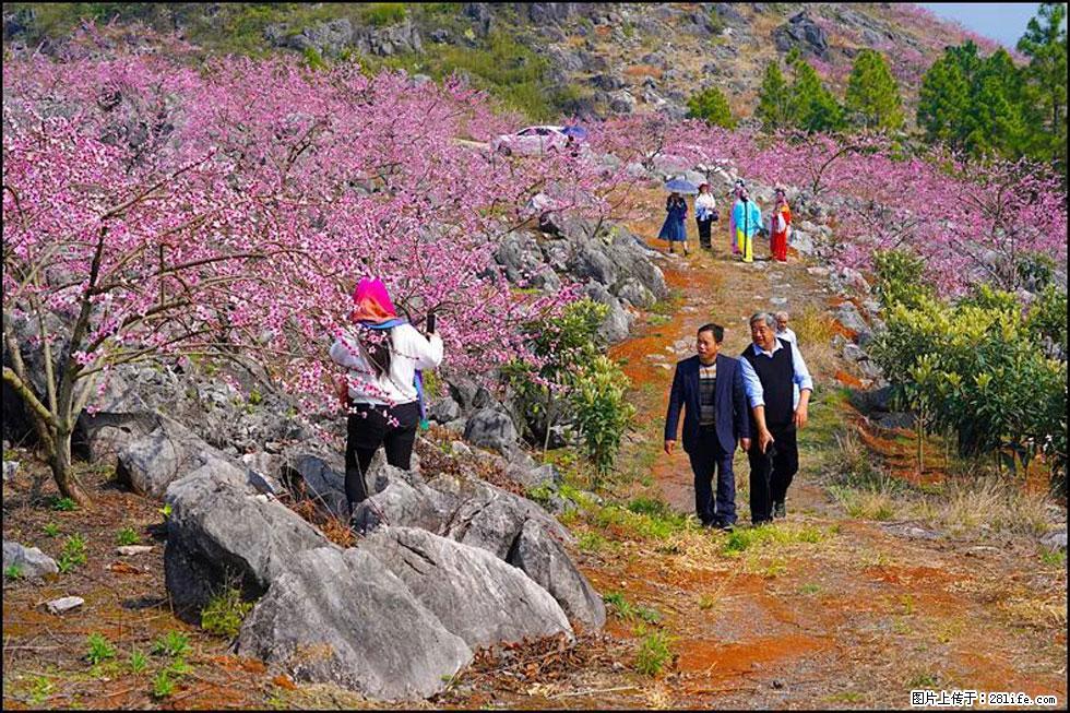 【春天，广西桂林灌阳县向您发出邀请！】望月岭上桃花开 - 游山玩水 - 揭阳生活社区 - 揭阳28生活网 jy.28life.com