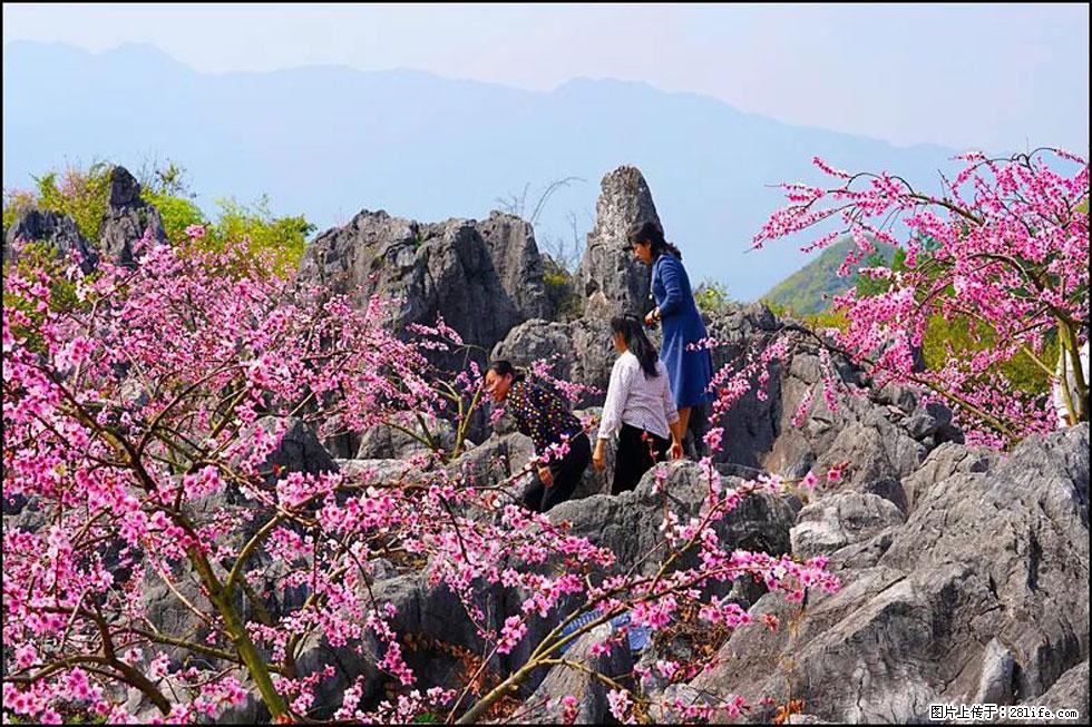 【春天，广西桂林灌阳县向您发出邀请！】望月岭上桃花开 - 游山玩水 - 揭阳生活社区 - 揭阳28生活网 jy.28life.com