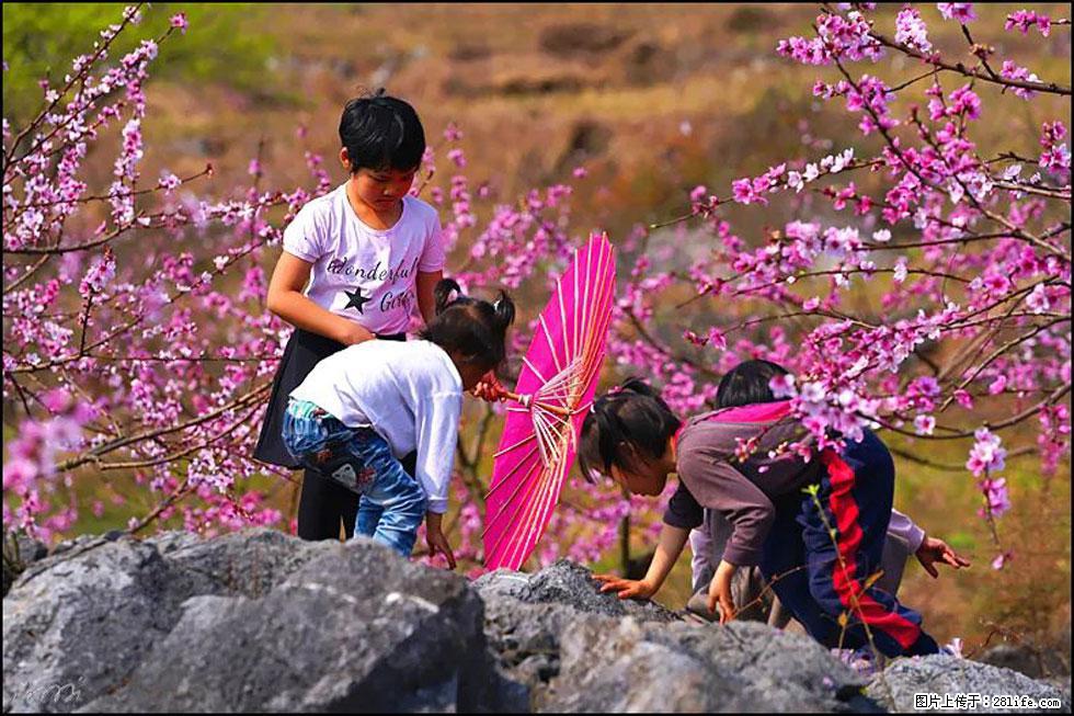 【春天，广西桂林灌阳县向您发出邀请！】望月岭上桃花开 - 游山玩水 - 揭阳生活社区 - 揭阳28生活网 jy.28life.com