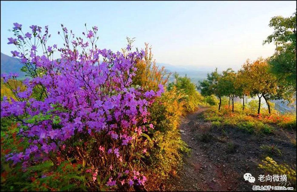 【春天，广西桂林灌阳县向您发出邀请！】登麒麟山，相约映山红 - 游山玩水 - 揭阳生活社区 - 揭阳28生活网 jy.28life.com